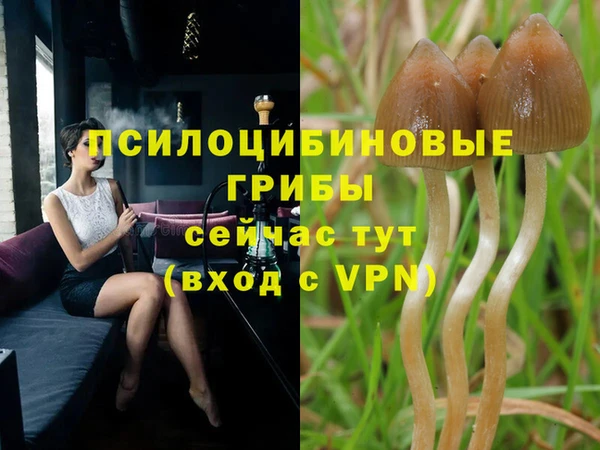 стаф Алзамай